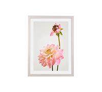 Komar Cornice portafoto in legno bianco con poster Art Dahlia come set - Dimensioni: 30 x 40 cm - Decorazione da parete, motivo floreale