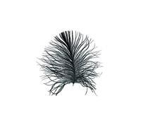 Komar Decorazione murale | Feather White | Poster da salotto, camera da letto, decorazione artistica | senza cornice | P121A 50 x 70 cm | Dimensioni: 50 x 70 cm (larghezza x altezza)
