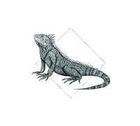 Komar - Dipinto murale Iguana White, in 3 Misure, Nero, Bianco, P077A-30x40