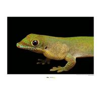 Komar Flat-tailed Day Gecko - Dimensioni: 70 x 50 cm - Poster da parete, stampa artistica (senza cornice), National Geographic