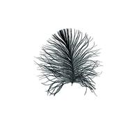 Komar P121A-30x40 - Poster da parete con immagine di Feather White, per soggiorno, camera da letto, decorazione, stampa artistica senza cornice, 30 x 40 cm (larghezza x altezza)