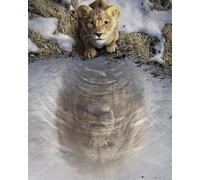 Komar Poster da parete Disney Mufasa The Lion King - Dimensioni 40 x 50 cm - Stampa artistica per cameretta dei bambini