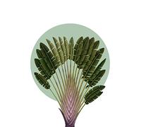 Komar Quadro da parete Botanical Garden Pinnate Palm - Dimensioni: 30 x 40 cm - Poster stampa artistica decorazione soggiorno camera da letto