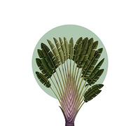 Komar Quadro da parete Botanical Garden Pinnate Palm - Dimensioni: 50 x 70 cm - Poster stampa artistica decorazione soggiorno camera da letto