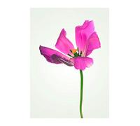 Komar - Quadro da Parete con Immagine di Tulipano, Disponibile in 3 Misure, Rosa, Grün, Gelb, P067-30x40