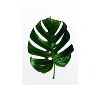 Komar Quadro da parete | Monstera Leaf | Poster da salotto, camera da letto, decorazione artistica | senza cornice | P057 - 30 x 40 cm | Dimensioni: 30 x 40 cm (larghezza x altezza)