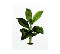 Komar Stampa Artistica da Parete | Elastica Leaf | Poster da Salotto, Camera da Letto, Decorazione Artistica | Senza Cornice | P055 - 40 x 50 cm | Dimensioni: 40 x 50 cm (Larghezza x Altezza)