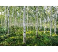 Foresta Verde Carta da Parati Fotografica Giorno Soleggiato Soggiorno Murale