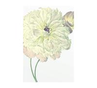 Komar WTD P063-50x70 - Poster con Immagine di Dahlia, Immagine di Soggiorno, Camera da Letto, Decorazione Artistica Senza Cornice, 50 x 70 cm (Larghezza x Altezza)