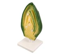 KOMBIUDA Anatomia Vegetale Per L'educazione Biologica Di Cellula 3d Per L'uso in Classe Illustra Struttura Embrioni Semi Piante