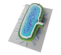 KOMBIUDA Struttura Cellulare Biologica 3d Per Insegnamento Della Biologia, Struttura Anatomica Cellulare Didattica Per Studenti, Visualizzazione Realistica Per Laboratori e Aule Scolastiche