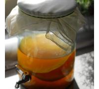 Kombuchaorganic, preparato scoby per the di kombucha XL, detox, probiotico