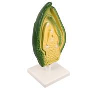 KONTONTY Anatomia Delle Cellule Vegetali Per L'insegnamento Della Biologia Ausilio Didattico 3d Per L'aula Laboratori Scolastici E Mostre Didattiche