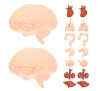 KONTONTY Modelli Anatomici Di Organo Umano Set Di Organizzazione Simulata Stelo Trasparente Adatti Per L'apprendimento E L'insegnamento Per Bambini E Studenti