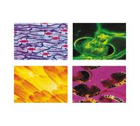 Konus Vetrini Preparati: Biologia Generale