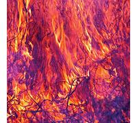 Korallreven - As Young As Yesterday