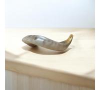 Kosher Lucido Ram's Horn Shofar da Israele Gerusalemme 10" - 12" / 25 cm - 30 cm