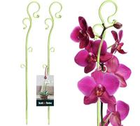 KOTARBAU® Set di 2 supporti per piante in PVC verde, 39 cm, supporto per fiori, piante da appartamento, supporto per fiori da giardino, asta per orchidee, supporto per piante da appartamento