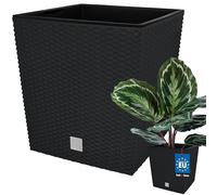 KOTARBAU® Vaso Antracite 260x260x270mm con un Inserto per la Crescita delle Piante