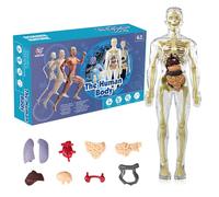 KQDRAVINE Modello di torso del corpo umano 3D per i bambini, modello di anatomia del corpo umano, modello di anatomia scheletro, modello di insegnamento del corpo umano, modello di scheletro umano