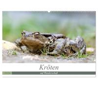 Kröten auf Wanderschaft (Wandkalender 2026 DIN A2 quer), CALVENDO Monatskalender: Kröten unterwegs zu den Laichplätzen