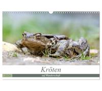 Kröten auf Wanderschaft (Wandkalender 2026 DIN A3 quer), CALVENDO Monatskalender: Kröten unterwegs zu den Laichplätzen