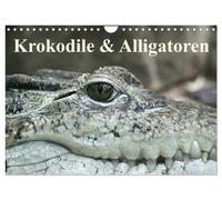 Krokodile & Alligatoren (Wandkalender 2027 DIN A4 quer), CALVENDO Monatskalender