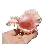 KRXSOBNV Conchiglie, Conchiglie for la Crescita del Granchio eremita for Feste a Tema sulla Spiaggia, Decorazioni for casa, Artigianato Fai-da-Te, Acquario e riempitivo for vasi(Medium)