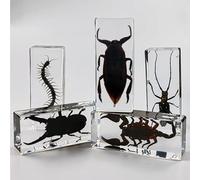 KSVMOAG 2 fermacarte per esemplari di insetti, giocattoli educativi per insetti scientifici, esemplari di insetti per feste divertenti, con veri insetti in resina all'interno (Mantis/Centipede)