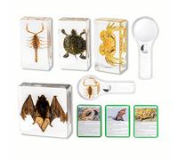 KSVMOAG 4 specimens Real Insect Resin Specimens, Real Scorpions, Bats, Turtles, Crab Artificial Amber Resin Specimens for Science Education Classroom with Magnifying Glass