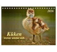 Küken - immer wieder süß (Tischkalender 2026 DIN A5 quer), CALVENDO Monatskalender: Großer Kopf, großer Schnabel,große Augen und unwahrscheinlich niedlich - Küken.