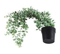 Kueohse 1 piante/piante in vaso di eucalipto per pareti, casa, terrazza, interni ed esterni, decorazione