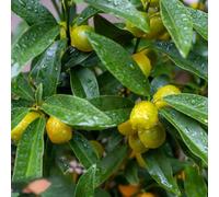 kumquat, balcone d'appartamento esotiche rialzata 150semi