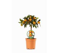 Kumquat Mini Albero in Vaso di Plastica Riciclabile, Ø 15 cm, Colore Cotto 40 cm di altezza - pianta viva
