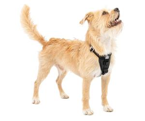 Kurgo Tru-Fit - Pettorina Cane, Include Clip Anteriore Antitiraggio per Addestramento e Guinzaglio Cani per Cintura Auto - Nera, S