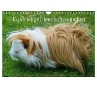 Kuschelige Meerschweinchen (Wandkalender 2026 DIN A4 quer), CALVENDO Monatskalender: Die kunterbunte Welt der Meerschweinchen