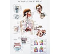 KUSTOM ART Poster Decorativo da Parete Serie Informazione Generale Anatomia Umana Scienza Medica Apparato Respiratorio Organi e Funzioni per Scuole Stampa su Carta Patinata 40x30cm Senza Cornice