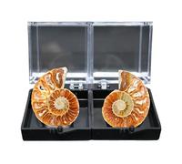 KUWHSIOP 1 Paio di Fette di Fossile di Ammonite Naturale, Esemplare di Conchiglia da 1,2 Pollici, Splendida Decorazione in Cristallo da Collezione,Yellow Brown