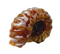 KUWHSIOP 1 Pezzo di Fossili di Conchiglia Naturale del Madagascar Esemplare di Corno di Pecora Fossili Paleontologici per Decorazioni per La Casa e Collezioni,3cm