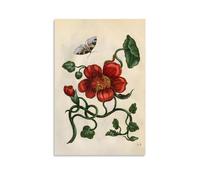 KVIINKD Stampe botaniche antiche di Maria Merian, decorazione artistica da parete per soggiorno, camera da letto, camera da letto, moderna, poster artistico da parete, idea regalo per amici, senza