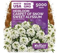 KVITER 5000 semi di algisso dolce della neve (Lobularia Maritima) - pacchetti di semi di fiori di alyssum dolce, copertura del terreno profumato bianco - semi di fiori a fioritura lunga per bordure