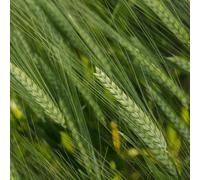 KWS Donau Orzo da malto invernale a due file DONAU 25 kg di semi di cereali