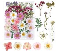 KYSUN Fiori Essiccati Fiore Secco Compresso, Fiori Secchi per Decorazioni, Naturali Pressati Fiori Pressati Secchi, Fiori Secchi Decorativi Piccoli, Fiori Secchi Veri Pressati per Fai Da Te (Rosa)