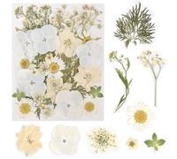 KYSUN Fiori Essiccati Fiore Secco Compresso, Fiori Secchi per Decorazioni, Naturali Pressati Fiori Pressati Secchi, Fiori Secchi Decorativi Piccoli, Fiori Secchi Veri Pressati per Fai Da Te (Bianco)