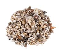 Kznifmk Mini Conchiglie 13-16mm con Foro per Filettatura, Attività per Bambini, Produzione - Confezione da 200