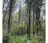 L.A. - Evergreen Oak [VINYL]