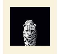 L' Arte Gruppo Nicolas Evariste (Acinonyx Jubatus) - Formato 40 x 40 cm, Carta, Multicolore, 40 x 40 x 1.3 cm
