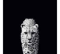 L' Arte Gruppo Nicolas Evariste (Acinonyx Jubatus) - Stampa su Tela 85 x 85 cm, Legno, Multicolore, 85 x 85 x 1.3 cm