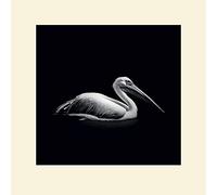 L' Arte Gruppo Nicolas Evariste (Pelecanus) - Formato 40 x 40 cm, Carta, Multicolore, 40 x 40 x 1.3 cm