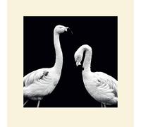 L' Arte Gruppo Nicolas Evariste (Phoenicopterus Roseus) - Formato 40 x 40 cm, Carta, Multicolore, 40 x 40 x 1.3 cm